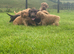Cockapoo Puppies