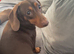 Miniature dachshund bitch