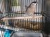Cherry finch (cock bird)