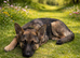 German Shepherd Puppy &ndash; 22 Weeks Old &ndash; Back Up for Sale