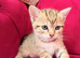 Adorable, healthy kittens looking for their forever homes! ️