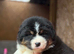 Ch Sired Australian Shepherd Puppy Female
