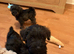 Beautiful Schoodles Pups