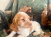 ️ beautiful cocker spaniel puppy’s for sale ️