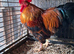 Rooster