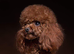 Sheldon, Red Asian Teddy Poodle, Surrey!