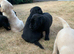 KC working Labrador Retriever Puppies