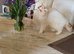 Fabulous odd eyes girl (GCCF registered)