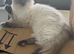 GCCF Ragdoll girl for rehome