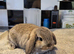 Beautiful Mini lop looking good a home.