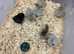 Silkie chicken pure breed hatching eggs