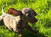 Dachshund male puppies