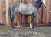 4yr Grey Gelding Ror