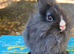 Baby Vienna carrying black lionhead buck