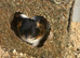 guinea pigs