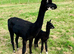 Special Alpacas available, Apaloosa, Fancy and Grey