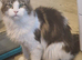 Female maincoon for sale