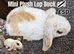 Young Mini Plysh Lops available. Hypoallergenic fur.