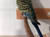 breeding age cock budgies