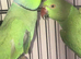 Breeding pair Indian ringnecks
