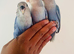 Hand reared lovebirds for sale
