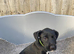 Beautiful litter looking for there forever homes