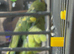 Amazon parrot