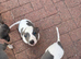 Beautiful pure whippet puppies for sale