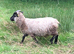 Registerable pedigree Shetland tup lamb rare colour/patterns BTV vaccinated