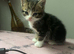 5 kittens ready for their new home