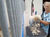Miniature poodle