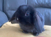Mini lop litter also mini cashmere lops.