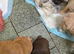 Rope french bull dog puppies