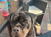 Pedigree Rottweiler female needs a home.