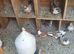 Pigeon magpies