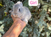 Netherland Dwarf Baby Rabbits Male Female