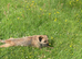 Beautiful Border Terrier Pups
