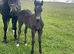 Filly available at weaning