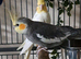 Wanted birds