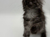 11 week old Maine coon kittens for sale