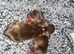 Last 3 Long haired mini daxie puppies