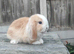 Minilop bunnies and Adult Female