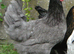Point of lay vaccinated pullets