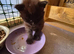 Maine Coon Kittens