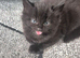 Black fluffy kitten