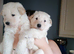 Two pure white German Shepherd pups