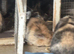 Baby bunnies