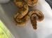 Baby Royal python