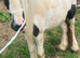 Ideal kids first pony