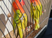 DIlute Opaline Fischers Lovebirds